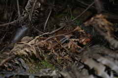 Tropidoscincus