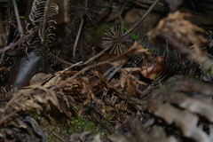Tropidoscincus