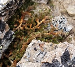 Selaginella sibirica
