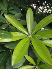 Alstonia