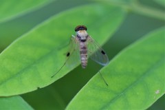 Chrysopilus modestus