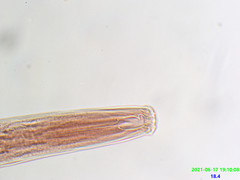 Prionchulus