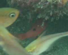 Apogon maculatus