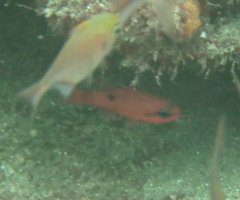 Apogon maculatus