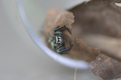 Thiania bhamoensis