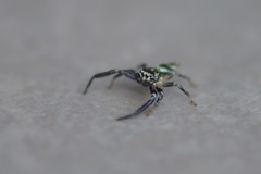 Thiania bhamoensis