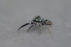 Thiania bhamoensis