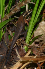 Tropidoscincus variabilis