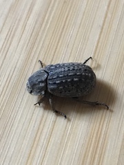 Trogidae