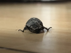 Trogidae