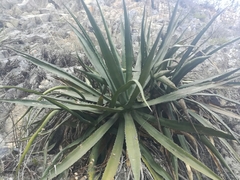 Agave univittata
