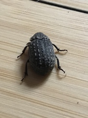 Trogidae