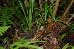 Tropidoscincus variabilis