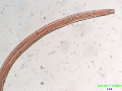 Prionchulus