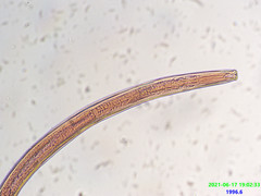 Prionchulus