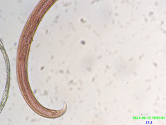 Prionchulus