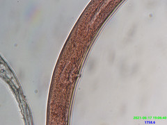 Prionchulus