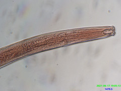 Prionchulus