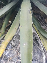 Agave univittata