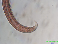 Prionchulus