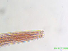Prionchulus