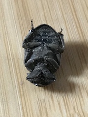 Trogidae