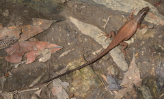 Tropidoscincus variabilis