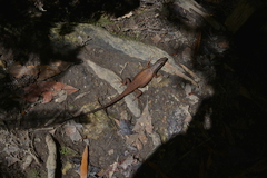 Tropidoscincus variabilis