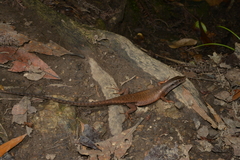 Tropidoscincus variabilis