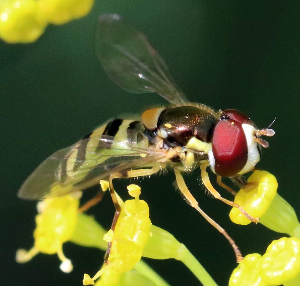 Syrphid fly