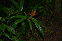 Freycinetia