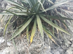 Agave univittata