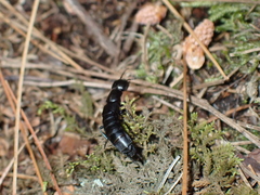 Ocypus nitens