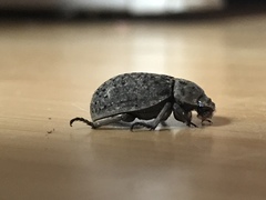 Trogidae