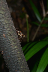 Caledonica