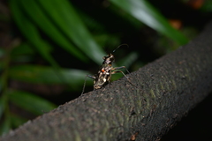 Caledonica