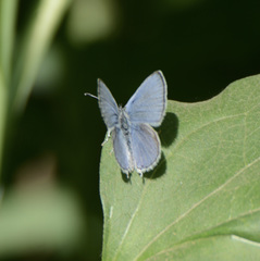 Cupido amyntula