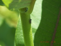 Melanoliarus chuliotus