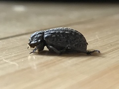 Trogidae
