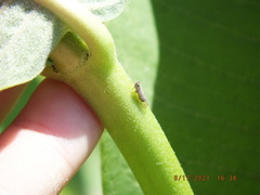 Melanoliarus chuliotus