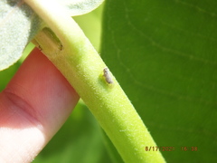 Melanoliarus chuliotus
