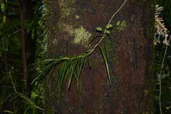 Freycinetia