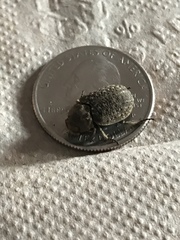Trogidae