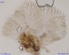 Pezizellaceae