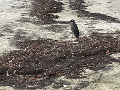 Nyctanassa violacea image