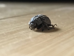 Trogidae