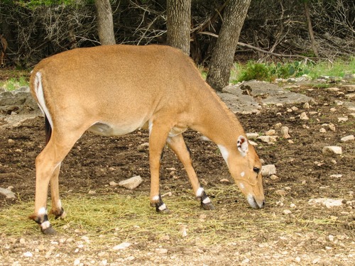 Nilgai