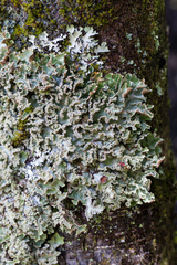 Pseudocyphellaria glabra