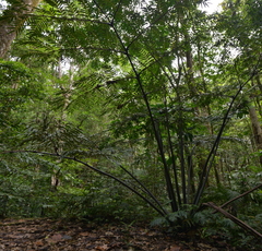 Ptisana attenuata