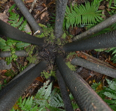 Ptisana attenuata